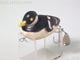 T-5469:Cree-Duck クーリーダック 小