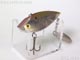 T-5742:Super-Threadfin スーパースレッドフィン