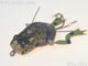 Wottafrog�@���b�^�[�t���b�O