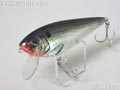 Monster-Shad@X^[Vbh