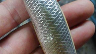 ジョイプラグス　ウッドベイト　ローリー ジョイプラグ／ウッドベイトローリー！入荷致しました