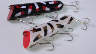 ZEALさんより、幻のオリカラ アマゾンアンカニーの入荷です
